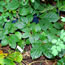 Calycanthus raulstonii Hartlage Wine